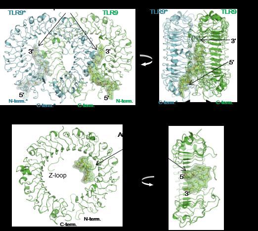 TLR9 Structure and Binding Formation