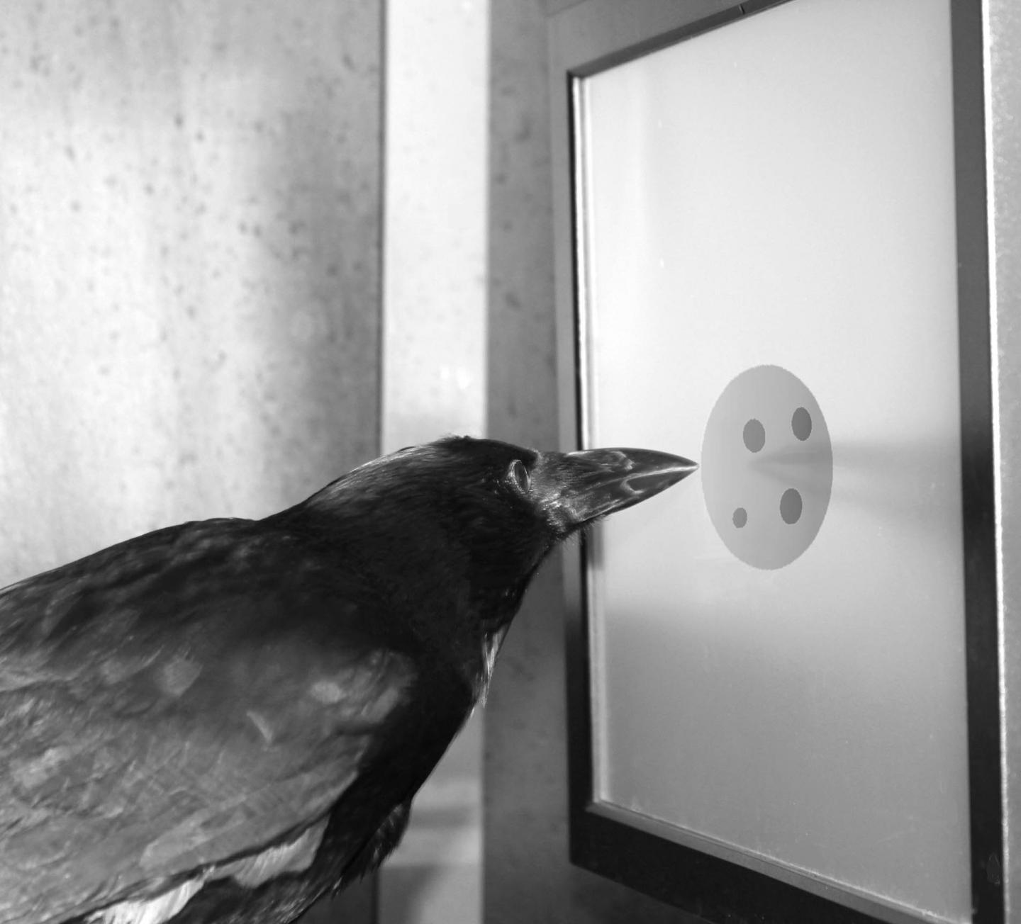 Counting Crow