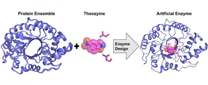 Computational design of a highly active artificial enzyme from a protein structural ensemble