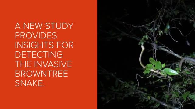 Video: New Study on Invasive Brown Treesnakes in Guam
