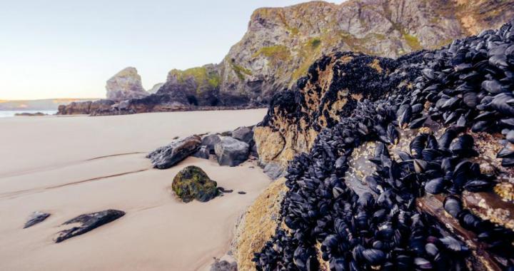 Scientists Examine 'Perfect Storms' Fueling Vast Tropical Biodiversity