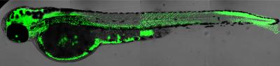 F-ara-Edu Injected Into Zebrafish Eggs