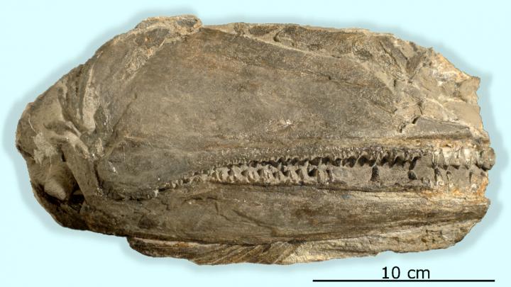 Fossil