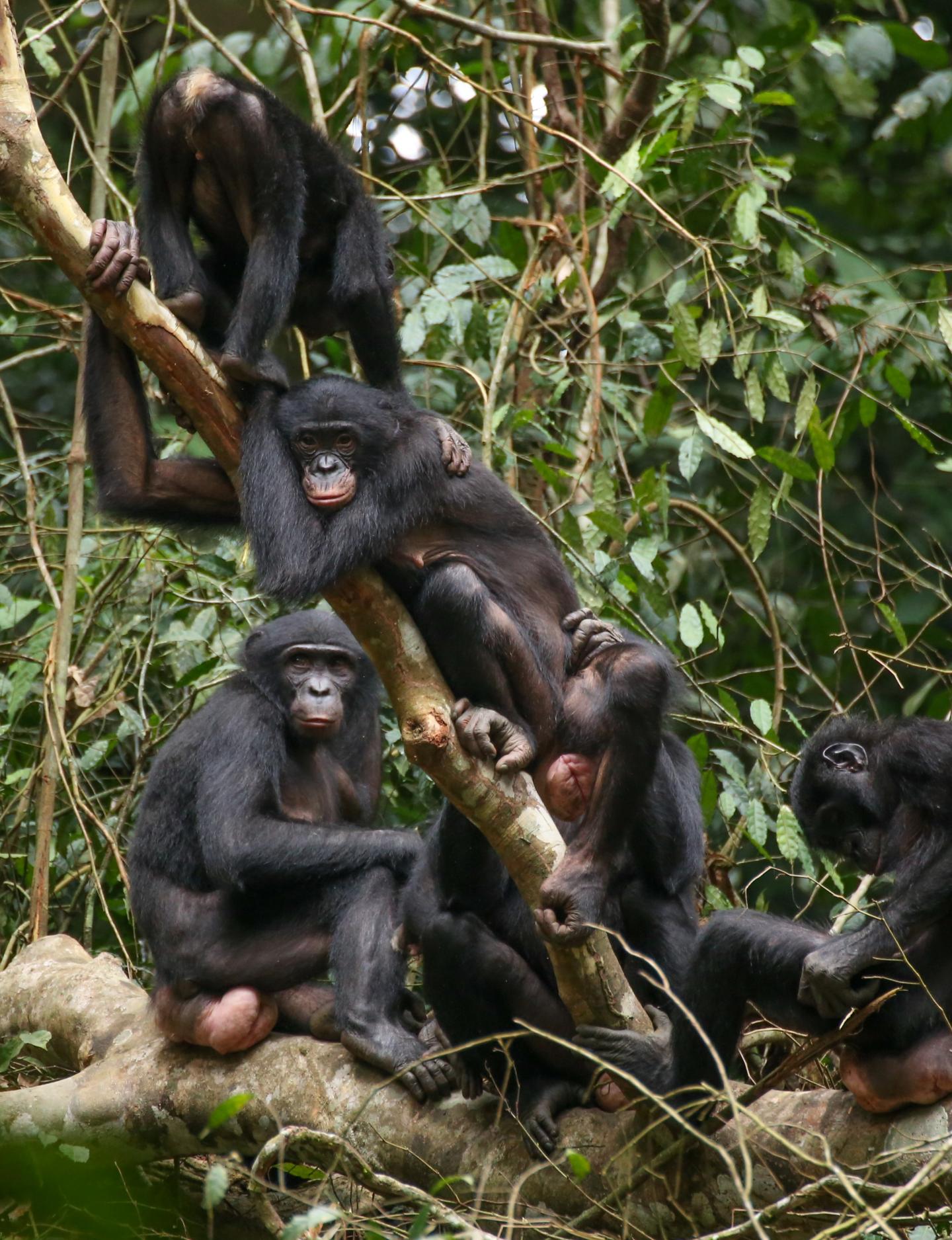 Female Bonobos at Wamba, Democratic Republic of Congo