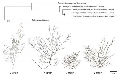 Phylogeny and Morphology of the Four Strains of Okinawa Mozuku