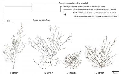 海域ごとのオキナワモズクの違いをゲノムレベルで解明 Eurekalert