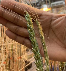 Bread wheat and Einkorn Wheat