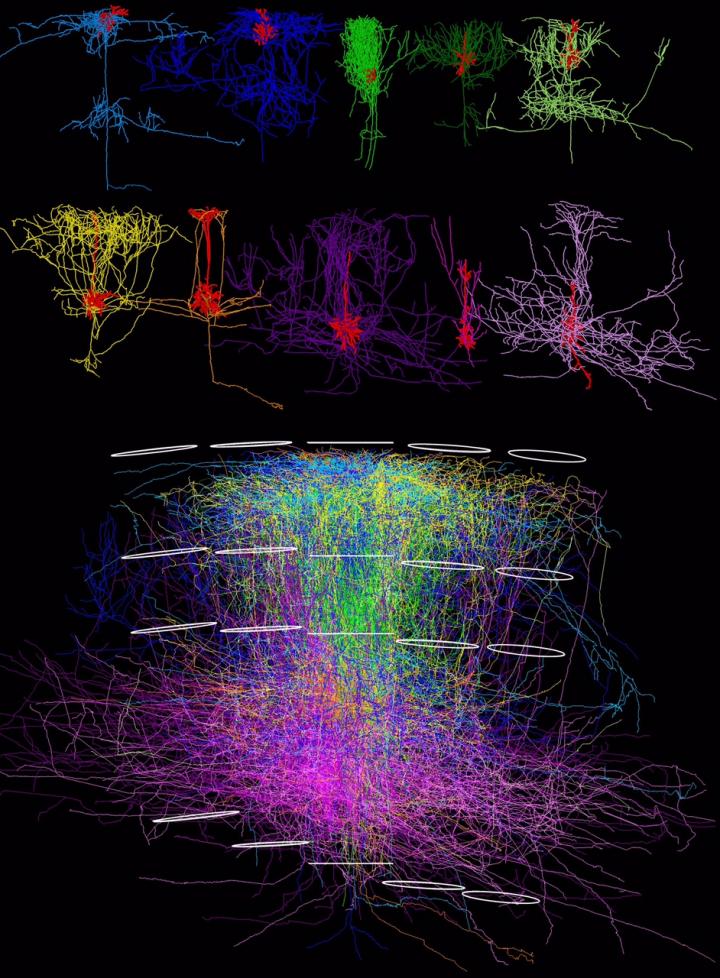 3-D Reconstruction of Individual Cortical Neurons in Rats
