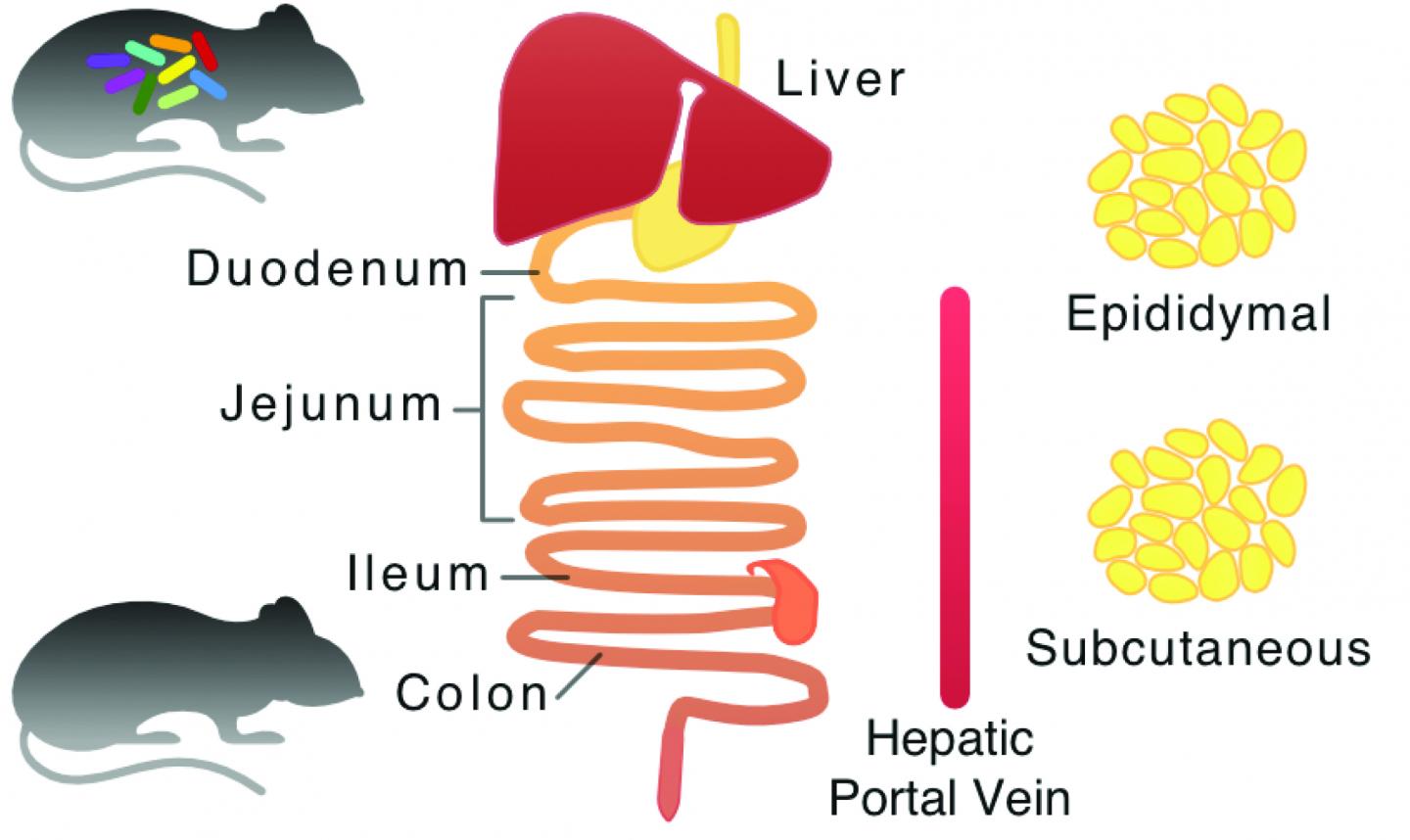 Identification of the Effect of Gut Bacteria