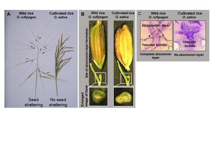 Figure 2 Seed shattering in [IMAGE] EurekAlert! Science News Releases