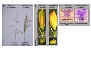 Figure 2 : Seed shattering in wild rice and cultivated rice