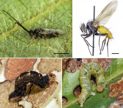 <em>Piper kelleyi</em> (3 of 3)