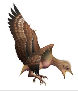 Baby Enantiornithine 1