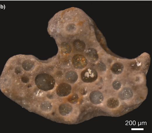 1 Fossilized Bubbles