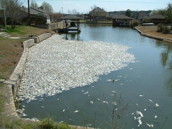 Golden alga (Prymnesium parvum) fish kill