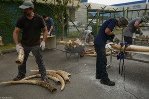 Sampling ivory in Singapore