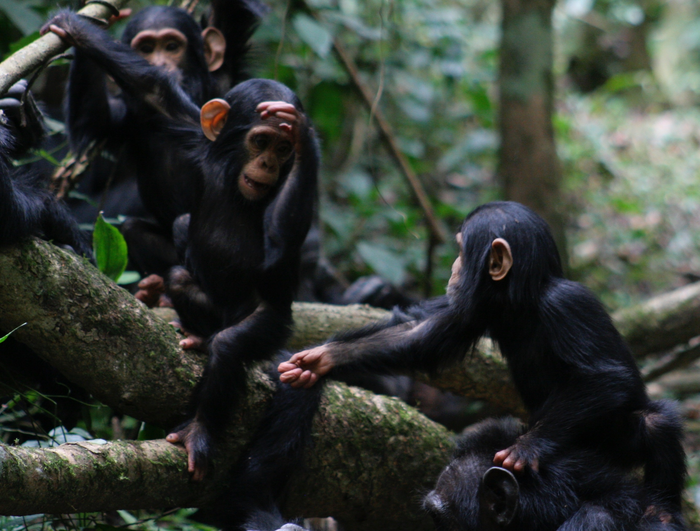 Humans can recognize and understand chimpanzee and bonobo gestures