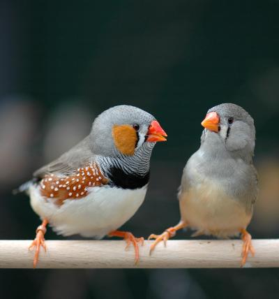 Zebra Finches