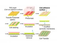 Fig.1 Schematic Diagram of Cell Transfer Technology and Double-Cell Transfer