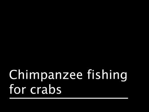 Chimpanzee Fishing for Crabs