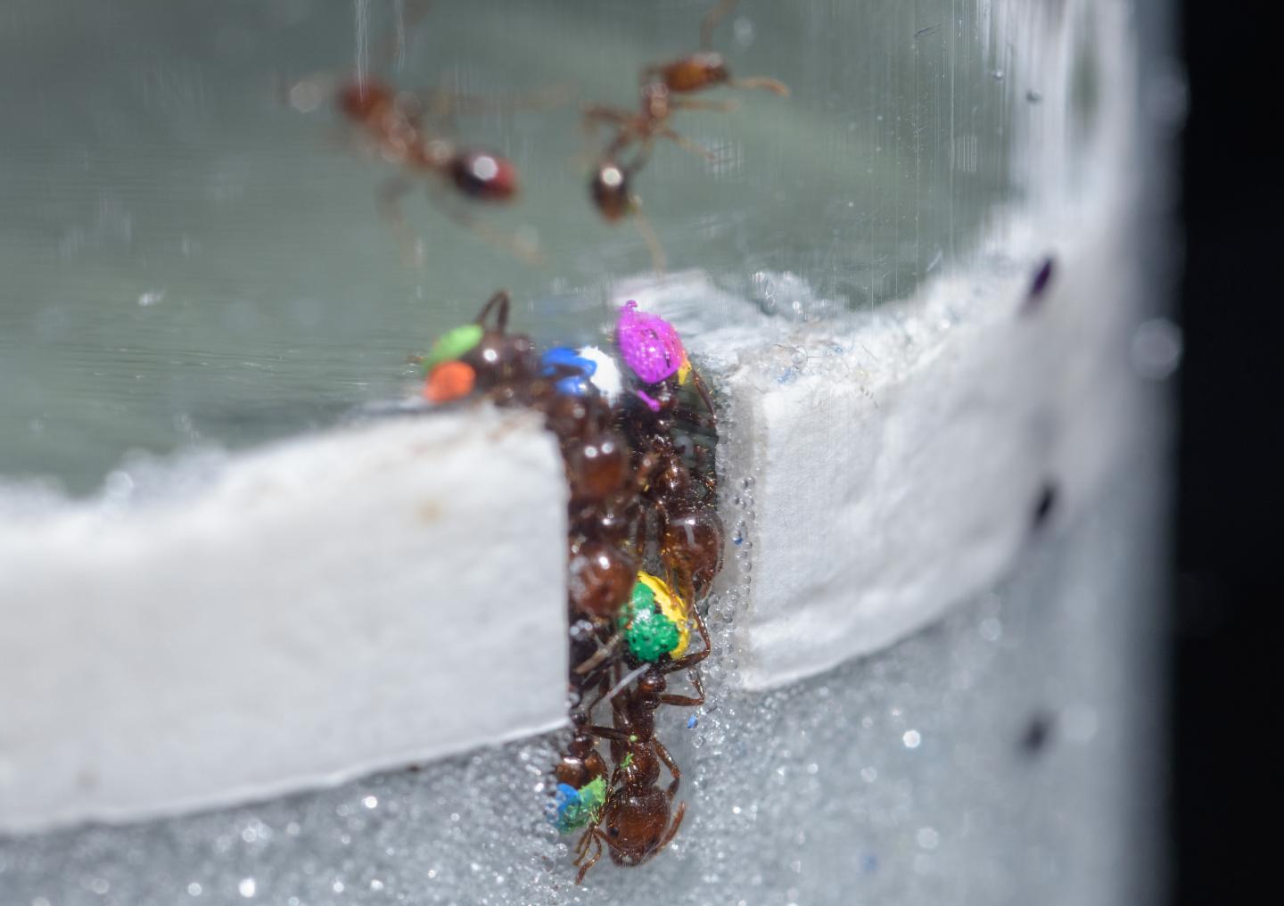 Collective Clog Control: What Ants Can Teach | EurekAlert!