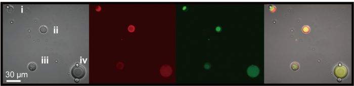 Microscopic images of differently sized artificial cells showing separation.