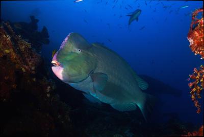The World's Largest Parrotfish, the Bumphead