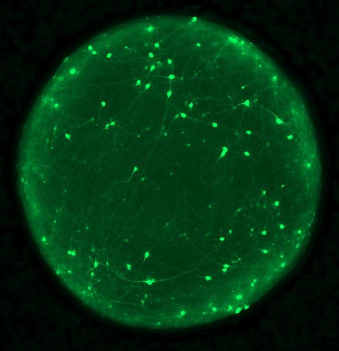 Organoid with neurons labeled in green