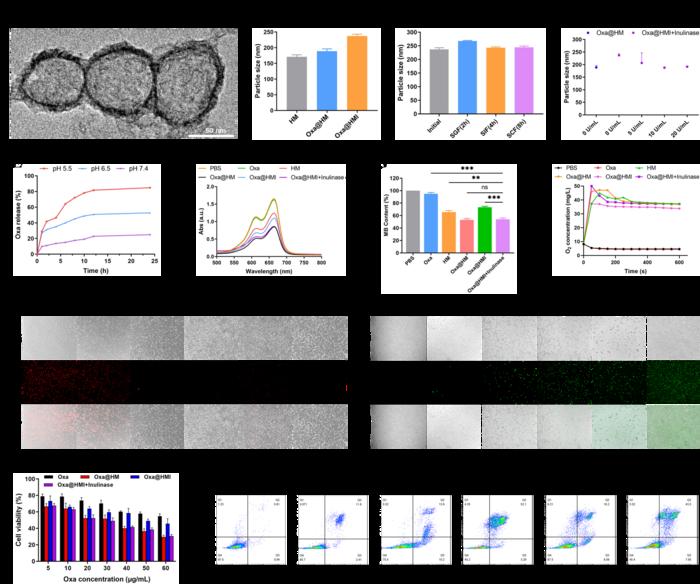 Fig. 2. Characterization of Oxa@HMI nanoparticles and evaluation of their in vitro activity and intracellular biological functions in tumor cells.