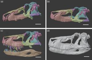 Restoration of the skull