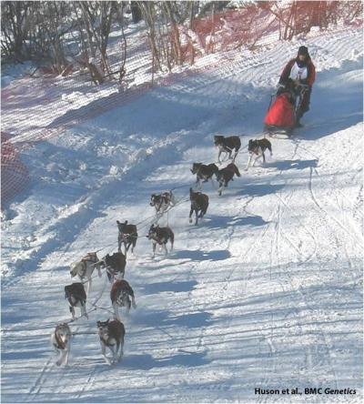 Sled Dogs