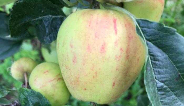 An undamaged apple next to damaged apples