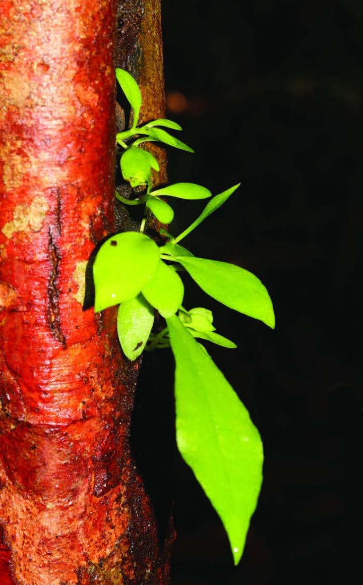 <em>H. bakoensis</em> Seedlings