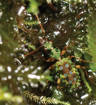 <i>Quammenis spectabilis</i>