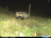 Badger Caught on Camera (2 of 2)