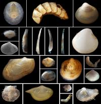 The Newly Described Molluscs from the Clarion-Clipperton Zone