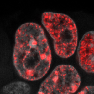 DNA replication in mouse embryonic stem cells