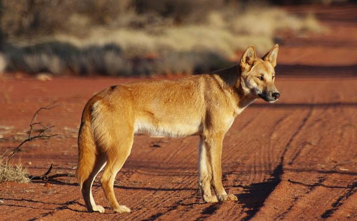 Ancient Dogs in the Americas