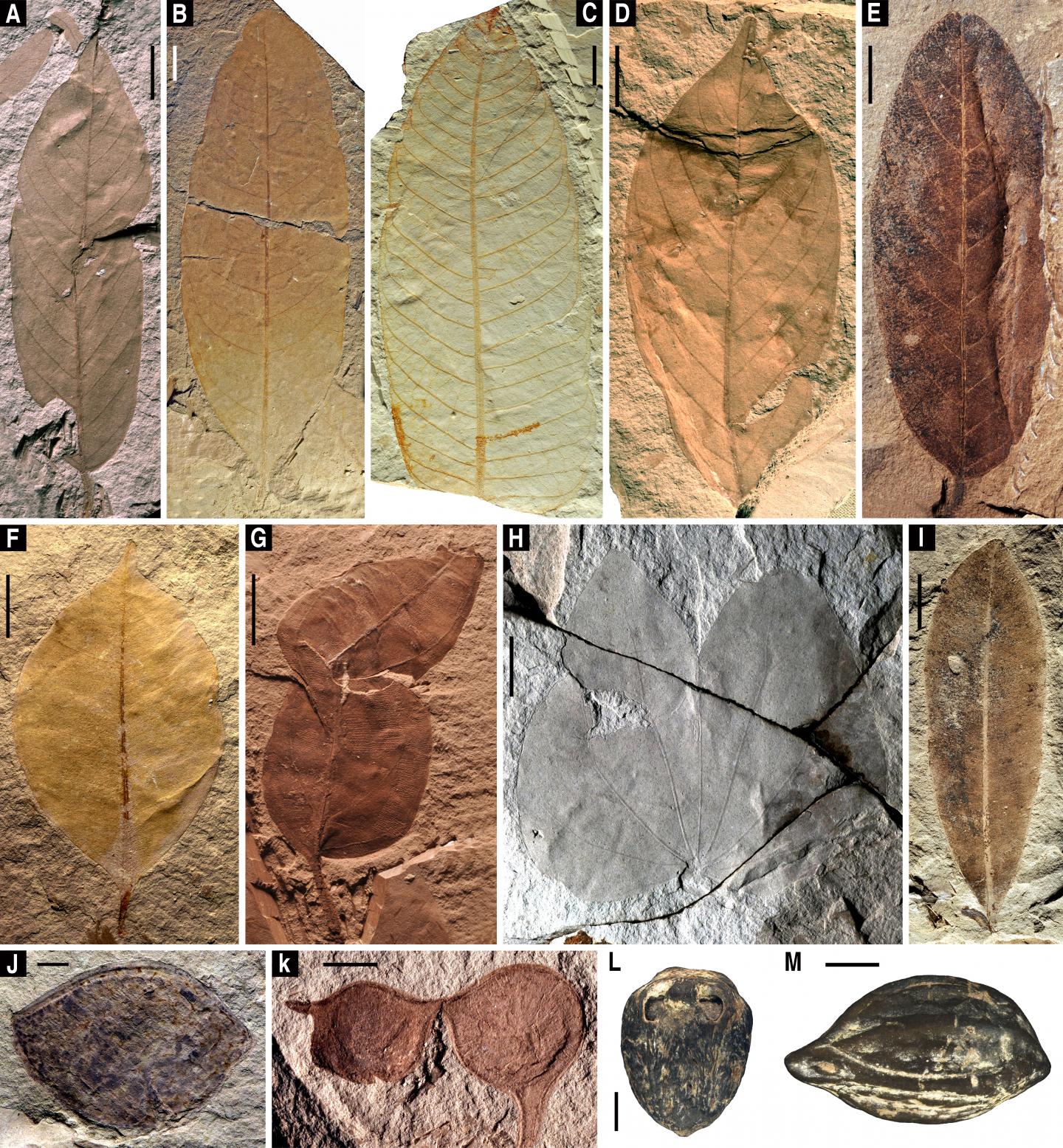 Selected plant taxa from the Z [IMAGE] EurekAlert! Science News Releases