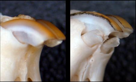 One molecule increases the number of teeth