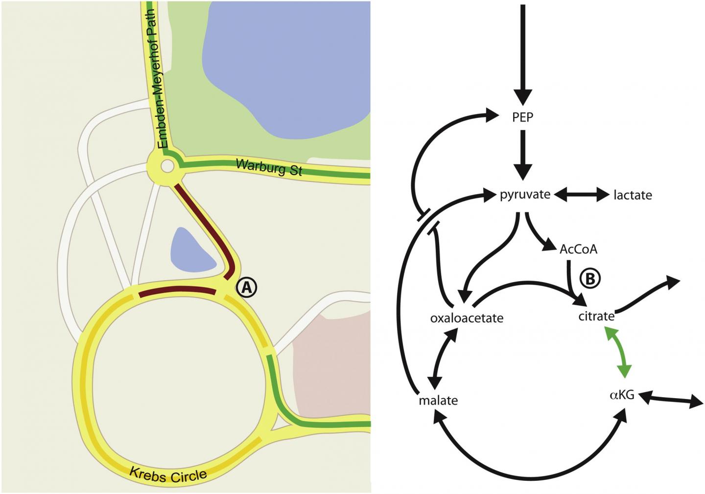 Road and Metabolic Map Comparison