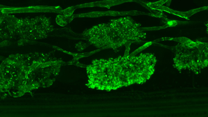 Tree-shaped arbuscules of an arbuscular mycorrhiza fungus in a root, stained with a fluorescent dye