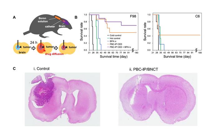 Figure 2. PBC-IP greatly increases the survival rate in rats with glioma.