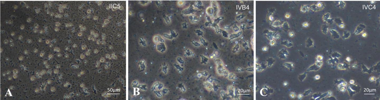Three lines of cultured coral cells
