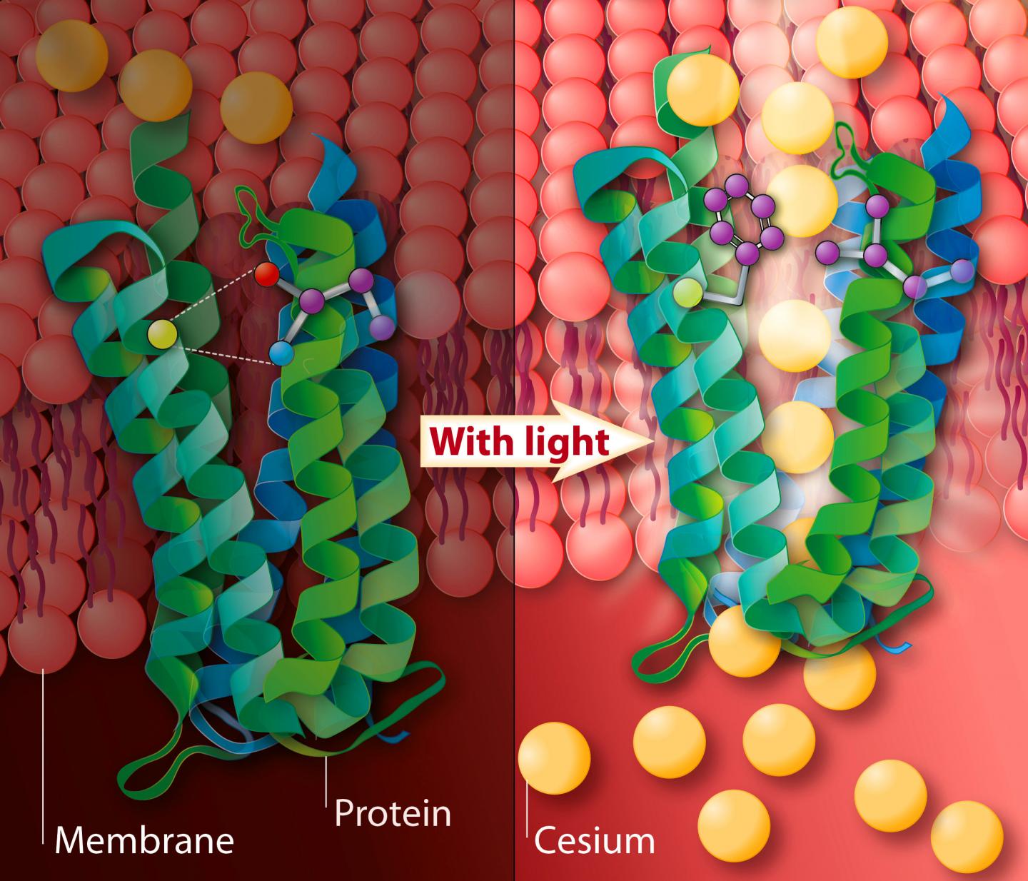 New Cesium-Specific Pump Created in Bacteria