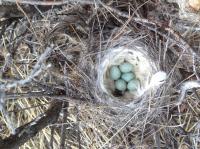 Bird Eggs in Greenland