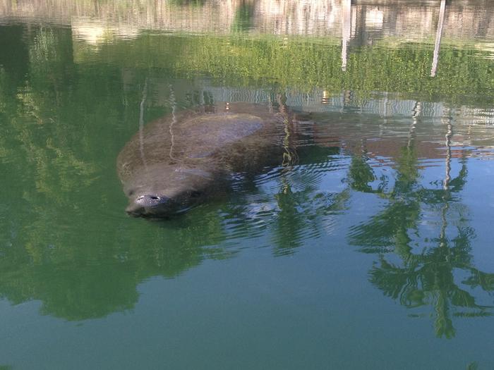 Monitoring Manatees