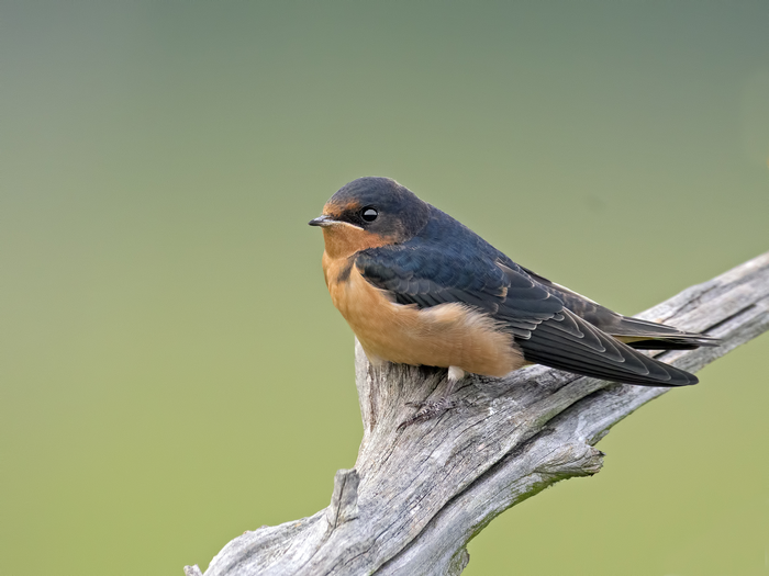 Barn Swallow