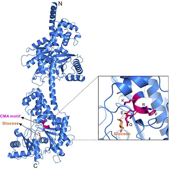 Inducing Metabolic Catastrophe in Cancer