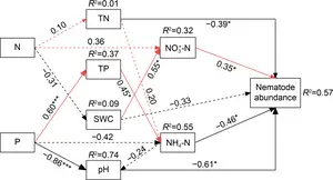 Results of structural equation models for the direct and indirect effects of nitrogen addition and/or phosphorus addition on soil nematode abundance